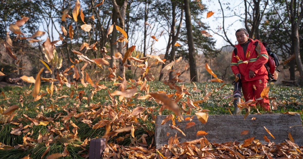 A worker clearing autumn leaves with a blower in a scenic park during fall.