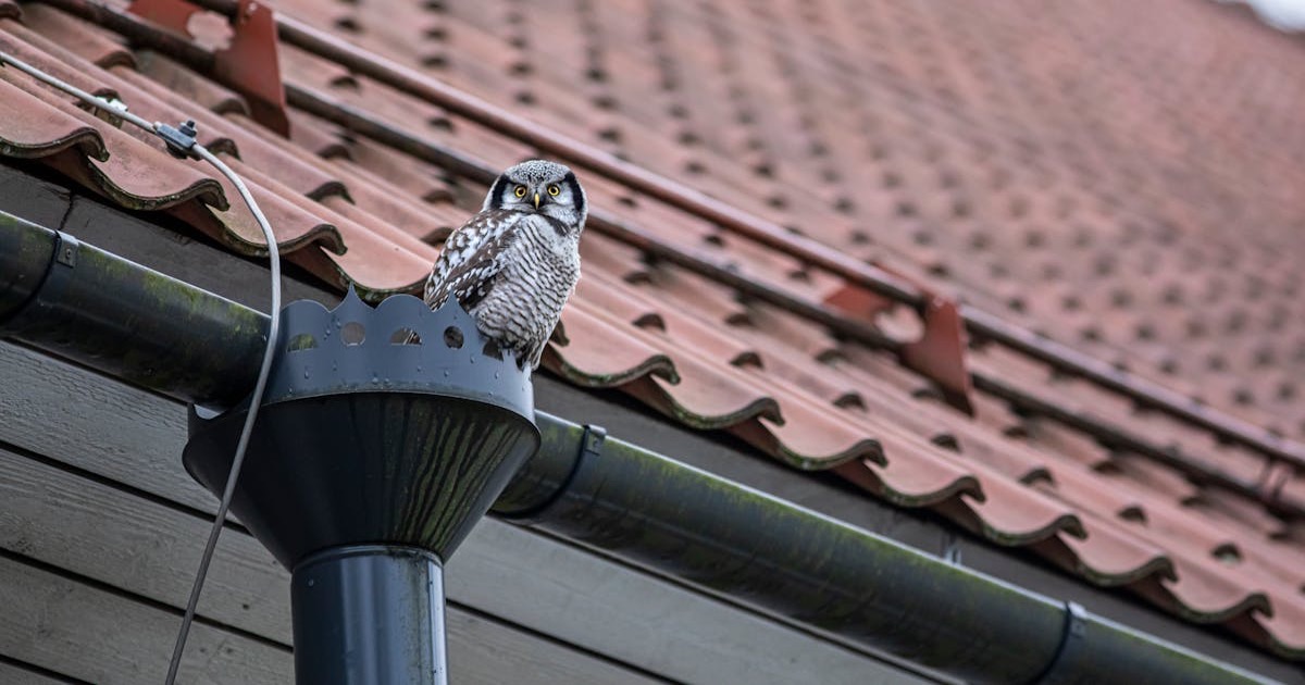 A Northern Hawk-Owl sits perched on a house rain gutter under a tiled roof.