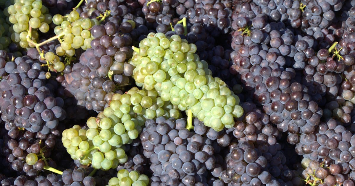 A vibrant display of green and purple grapes in a vineyard, ideal for wine production.