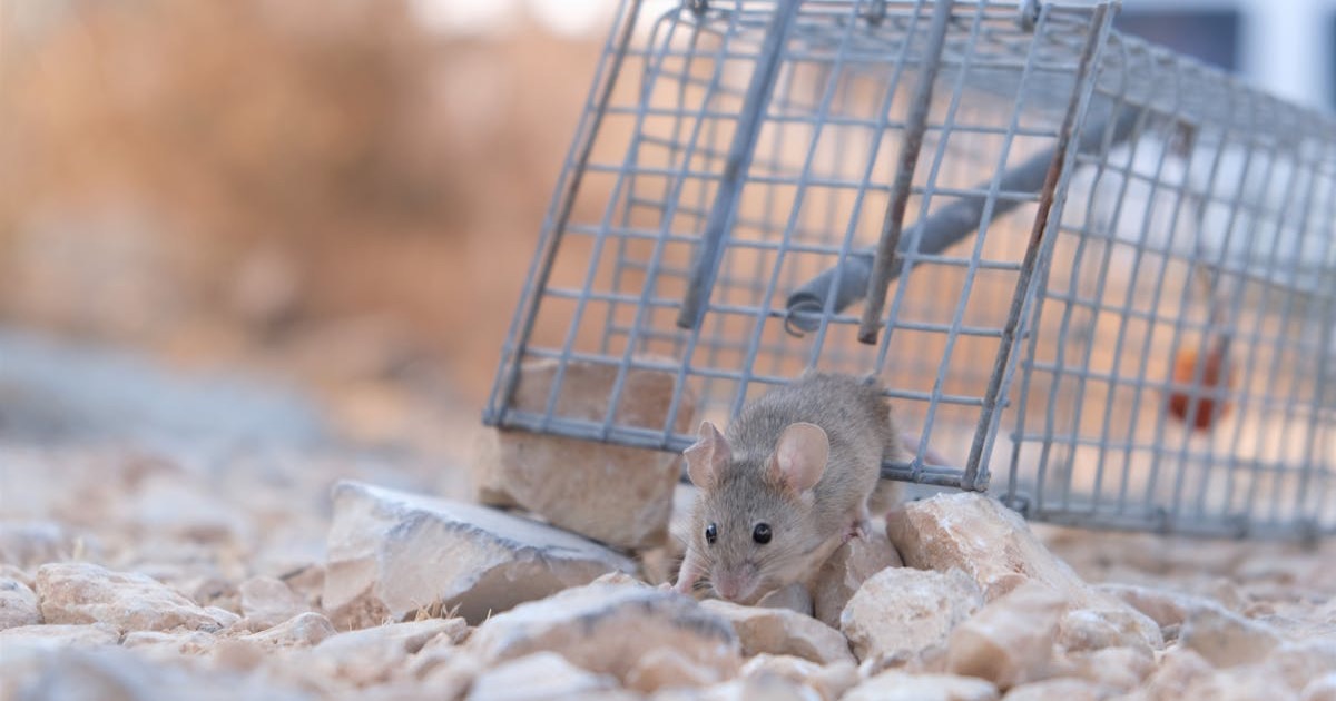 A small mouse escaping a metal trap on a rocky surface, showcasing its agility and survival instinct.